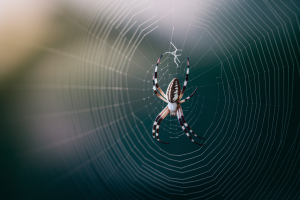 Araignée sur soi signification spirituelle : Quelle est la signification de l&rsquo;animal totem ?
