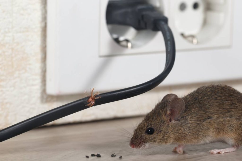 Rongeurs chez vous : pourquoi la lutte biologique surpasse la chimie ?